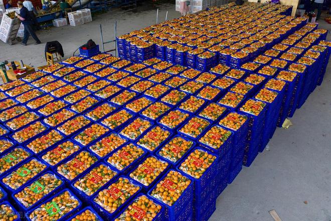 开云kaiyun官方网站从“中国橘王”到“赔本赚吆喝”砂糖橘中国式农业的“牺牲品”(图6)