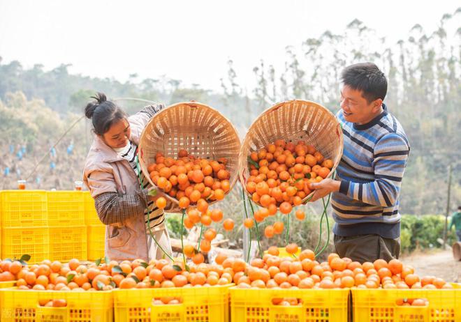 开云kaiyun官方网站从“中国橘王”到“赔本赚吆喝”砂糖橘中国式农业的“牺牲品”(图3)