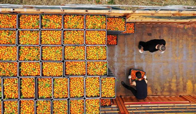 开云kaiyun官方网站从“中国橘王”到“赔本赚吆喝”砂糖橘中国式农业的“牺牲品”(图8)