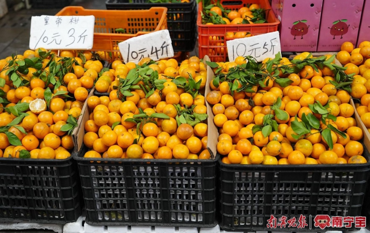 开云kaiyun官方网站皇帝柑、沃柑、砂糖橘、金桔你分得清吗？(图5)