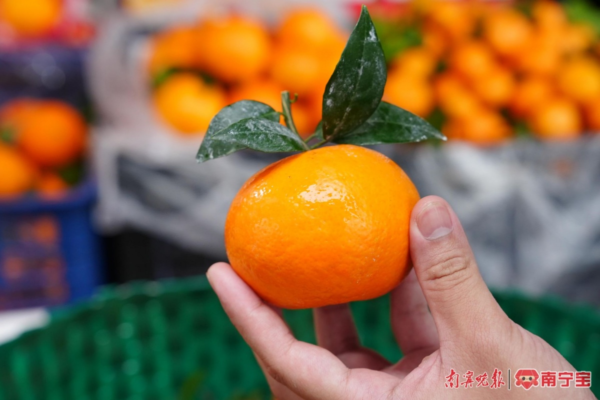 开云kaiyun官方网站皇帝柑、沃柑、砂糖橘、金桔你分得清吗？(图7)