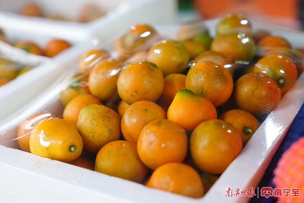 开云kaiyun官方网站皇帝柑、沃柑、砂糖橘、金桔你分得清吗？(图8)