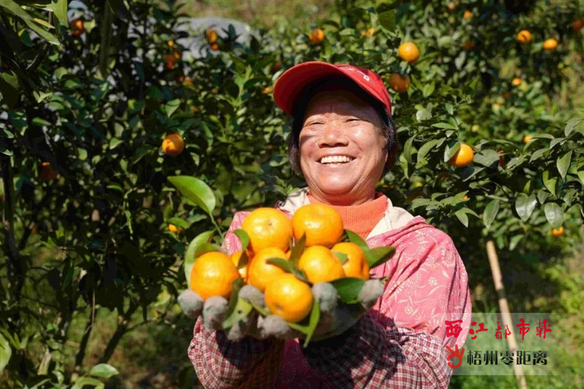 kaiyun登陆入口开云梧州砂糖橘喜获丰收