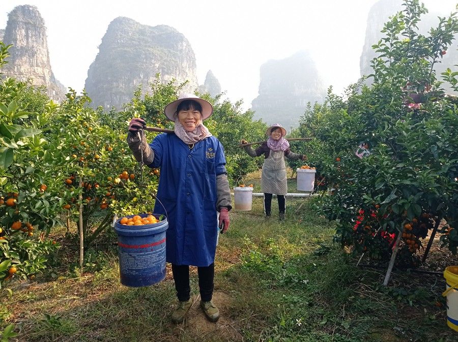 开云kaiyun官方网站上林县白圩镇：优质砂糖橘托起村民致富梦(图2)