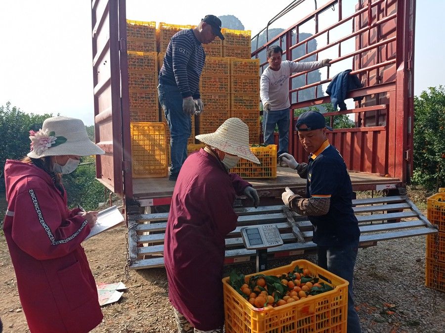 开云kaiyun官方网站上林县白圩镇：优质砂糖橘托起村民致富梦(图3)