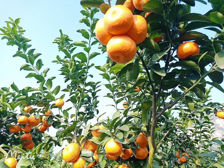 开云kaiyun官方网站上林县白圩镇：优质砂糖橘托起村民致富梦(图4)