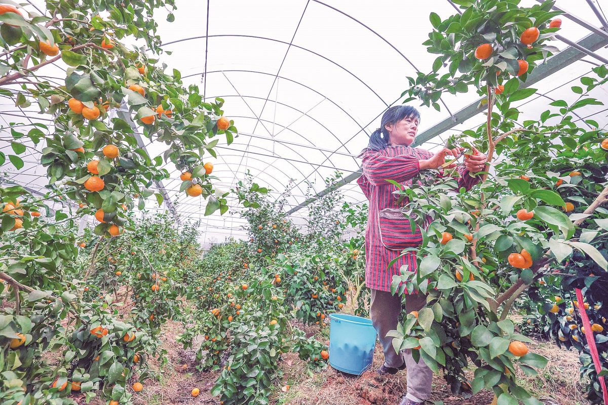 开云kaiyun官网三明建宁：大棚砂糖桔丰收
