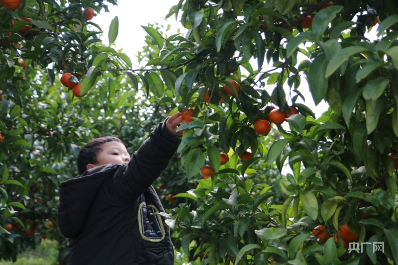 贵州思南：种植砂糖柑橘 谱乡村产业新曲kaiyun登陆入口开云(图3)