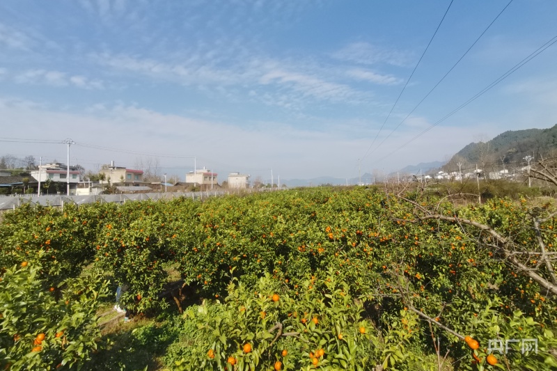 贵州思南：种植砂糖柑橘 谱乡村产业新曲kaiyun登陆入口开云(图2)