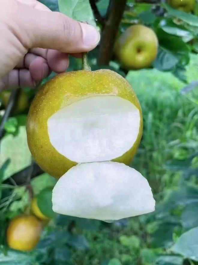 开云kaiyun官网2024鲜果！梨中极品·崇明翠冠梨清甜脆