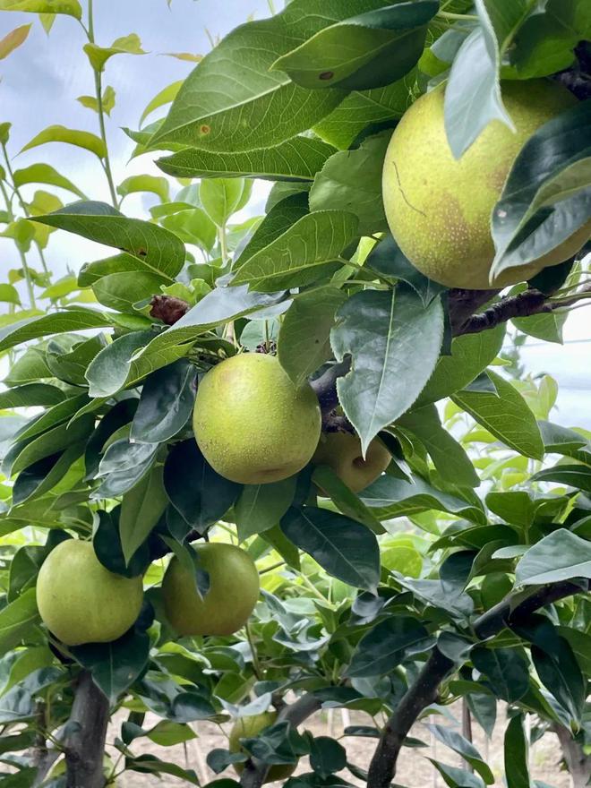 开云kaiyun官网2024鲜果！梨中极品·崇明翠冠梨清甜脆嫩多汁无渣好评满满~巅峰果期极短错过等明年！(图3)