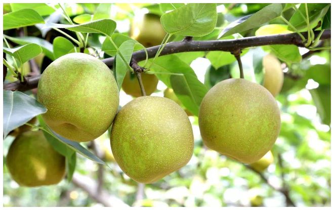 开云kaiyun官网2024鲜果！梨中极品·崇明翠冠梨清甜脆嫩多汁无渣好评满满~巅峰果期极短错过等明年！(图5)
