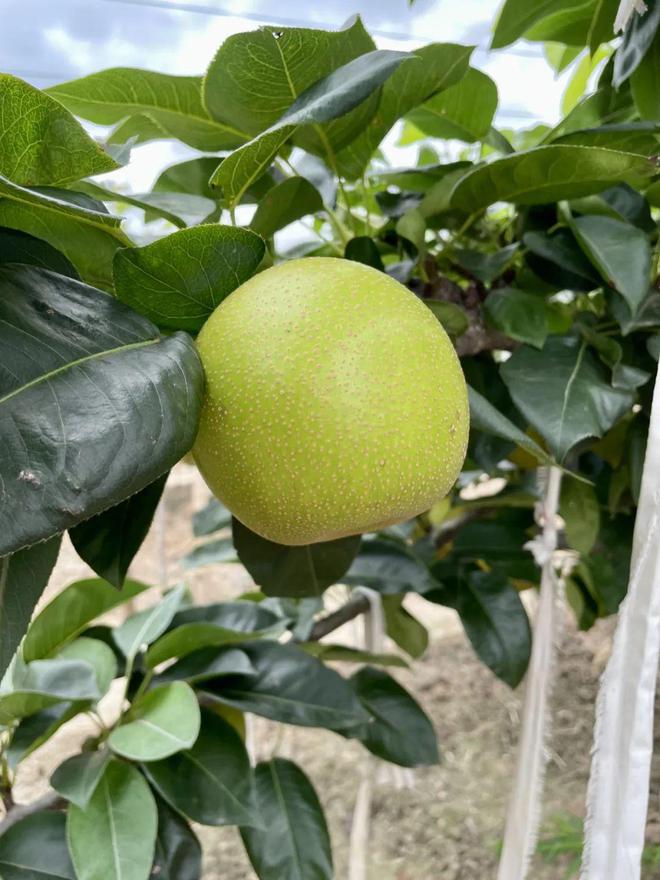 开云kaiyun官网2024鲜果！梨中极品·崇明翠冠梨清甜脆嫩多汁无渣好评满满~巅峰果期极短错过等明年！(图4)