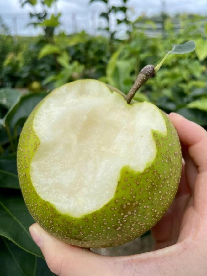 开云kaiyun官网2024鲜果！梨中极品·崇明翠冠梨清甜脆嫩多汁无渣好评满满~巅峰果期极短错过等明年！(图6)