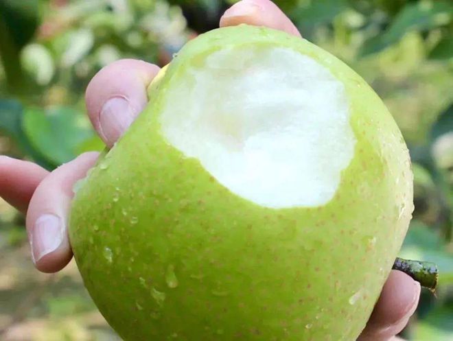 开云kaiyun官网2024鲜果！梨中极品·崇明翠冠梨清甜脆嫩多汁无渣好评满满~巅峰果期极短错过等明年！(图8)