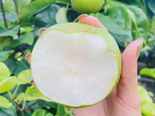 开云kaiyun官网2024鲜果！梨中极品·崇明翠冠梨清甜脆嫩多汁无渣好评满满~巅峰果期极短错过等明年！(图10)