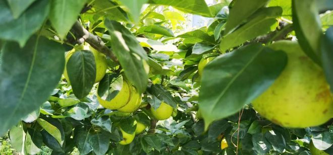 开云kaiyun官网2024鲜果！梨中极品·崇明翠冠梨清甜脆嫩多汁无渣好评满满~巅峰果期极短错过等明年！(图13)