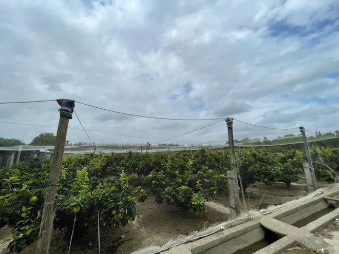 开云kaiyun官网2024鲜果！梨中极品·崇明翠冠梨清甜脆嫩多汁无渣好评满满~巅峰果期极短错过等明年！(图14)