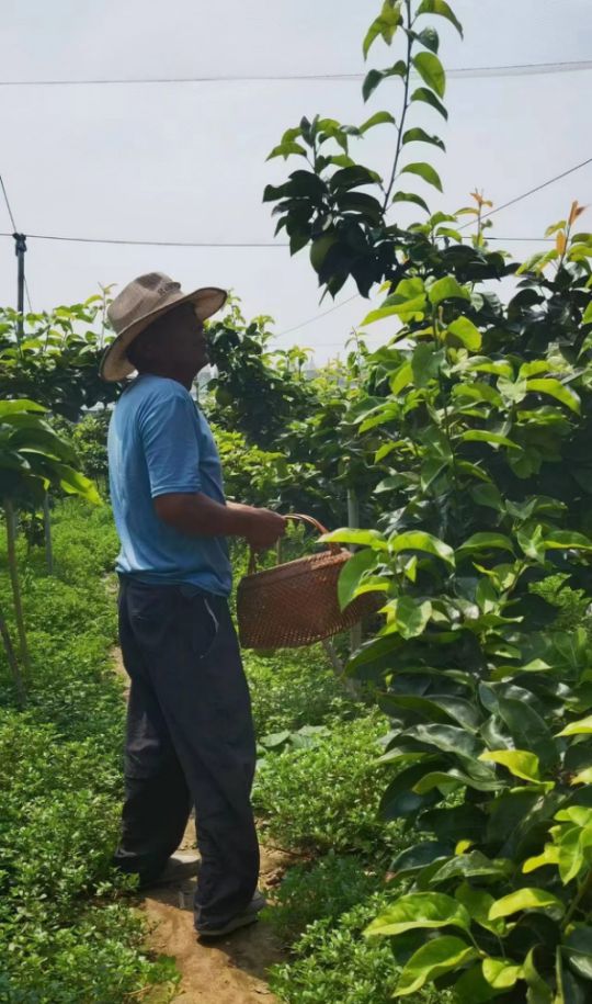 开云kaiyun官网2024鲜果！梨中极品·崇明翠冠梨清甜脆嫩多汁无渣好评满满~巅峰果期极短错过等明年！(图15)