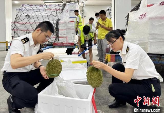 开云kaiyun官网华东首批马来西亚鲜食榴莲飞抵宁波 新通道保障“鲜”入境(图2)
