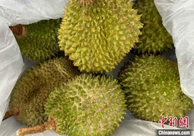 开云kaiyun官网华东首批马来西亚鲜食榴莲飞抵宁波 新通道