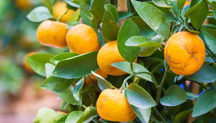 kaiyun登陆入口开云冰糖桔和沙糖桔的区别是什么