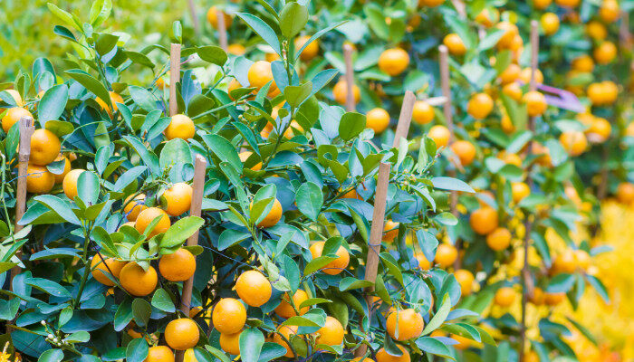 kaiyun登陆入口开云冰糖桔和沙糖桔的区别是什么(图2)