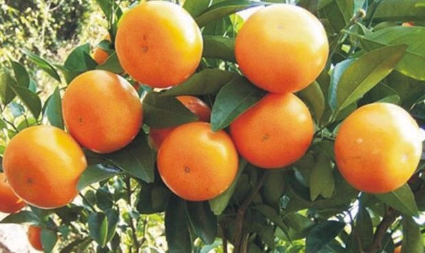 柑橘kaiyun登陆入口开云种植并非易事选好品种很关键这几种柑橘品种值得你选择(图4)