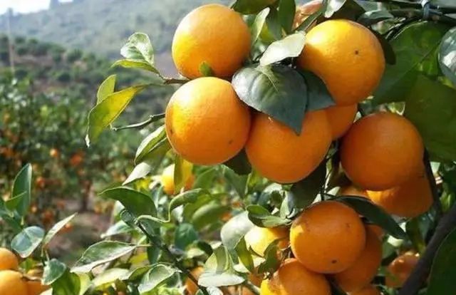 柑橘kaiyun登陆入口开云种植并非易事选好品种很关键这几种
