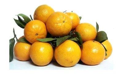 柑橘kaiyun登陆入口开云种植并非易事选好品种很关键这几种柑橘品种值得你选择(图3)