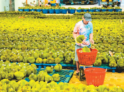 开云kaiyun官网中国与东盟水果贸易持续火热 双方民众共享