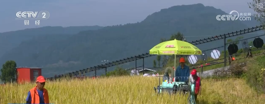 kaiyun登陆入口开云稻香果甜“丰”景美 各地喜迎“甜蜜”收获(图3)