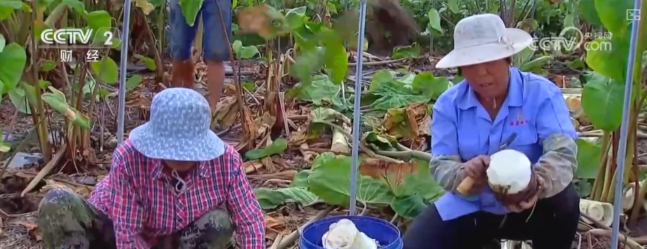 kaiyun登陆入口开云稻香果甜“丰”景美 各地喜迎“甜蜜”收获(图5)