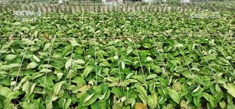 kaiyun登陆入口开云稻香果甜“丰”景美 各地喜迎“甜蜜”收获(图6)