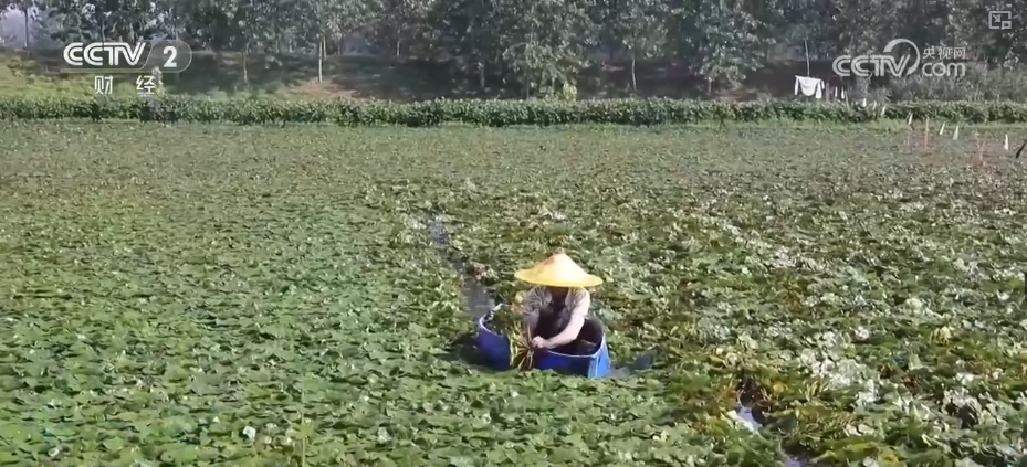 kaiyun登陆入口开云稻香果甜“丰”景美 各地喜迎“甜蜜”收获(图8)