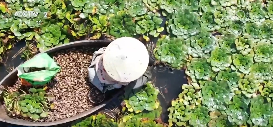 kaiyun登陆入口开云稻香果甜“丰”景美 各地喜迎“甜蜜”收获(图7)