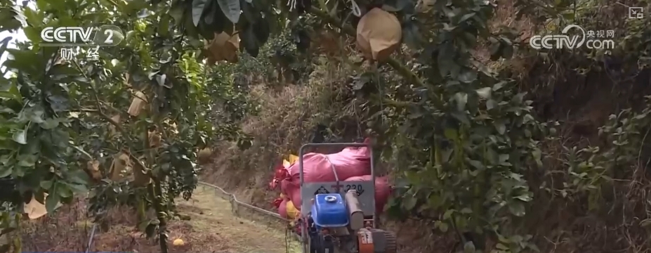 kaiyun登陆入口开云稻香果甜“丰”景美 各地喜迎“甜蜜”收获(图10)