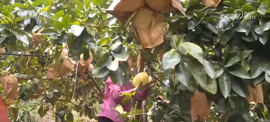 kaiyun登陆入口开云稻香果甜“丰”景美 各地喜迎“甜蜜”收获(图11)