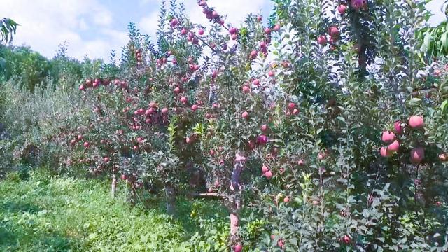 开云kaiyun官网@会宁在外游子老家的瓜果熟了！