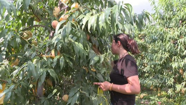 开云kaiyun官网@会宁在外游子老家的瓜果熟了！(图2)