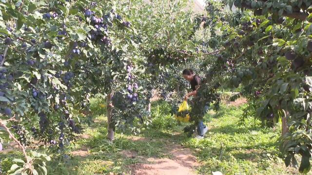 开云kaiyun官网@会宁在外游子老家的瓜果熟了！(图8)