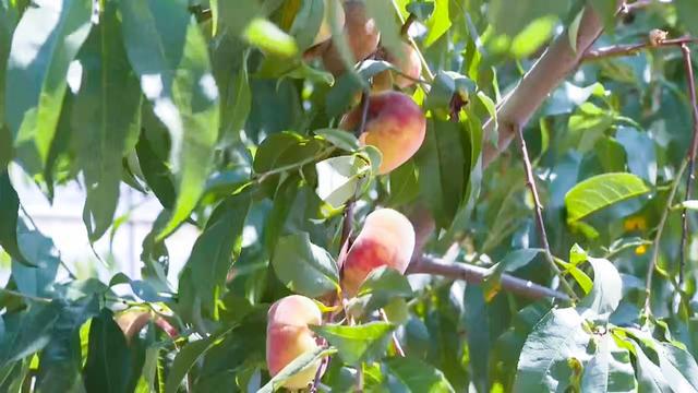 开云kaiyun官网@会宁在外游子老家的瓜果熟了！(图9)