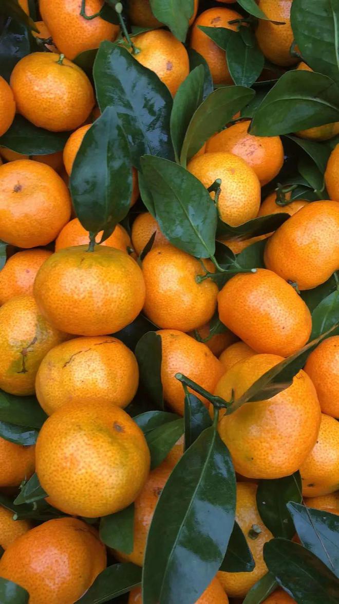 怀城现货凤岗孔洞砂糖桔丰收急盼销路95元5斤果甜汁多开云(图2)