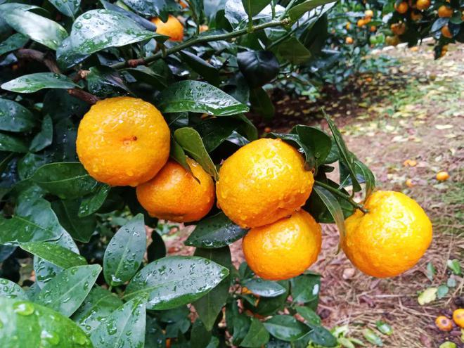 怀城现货凤岗孔洞砂糖桔丰收急盼销路95元5斤果甜汁多开云