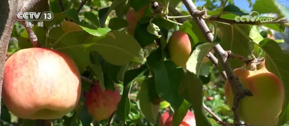 中秋消费市场价稳物丰 假日经kaiyun官网济“红红火火”(图6)