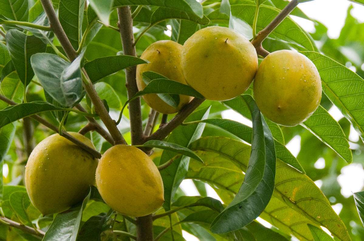 海南水果上市时kaiyun官网间表吃货们赶紧收了它吧