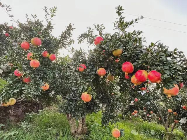 秋季水果缤纷kaiyun上市秋月梨、软籽石榴、库尔勒香梨成熟啦！(图2)