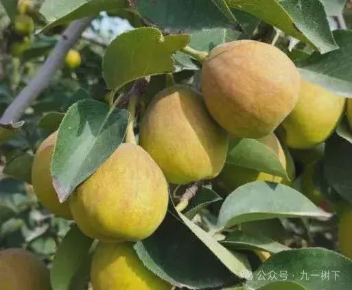 秋季水果缤纷kaiyun上市秋月梨、软籽石榴、库尔勒香梨成熟啦！(图4)