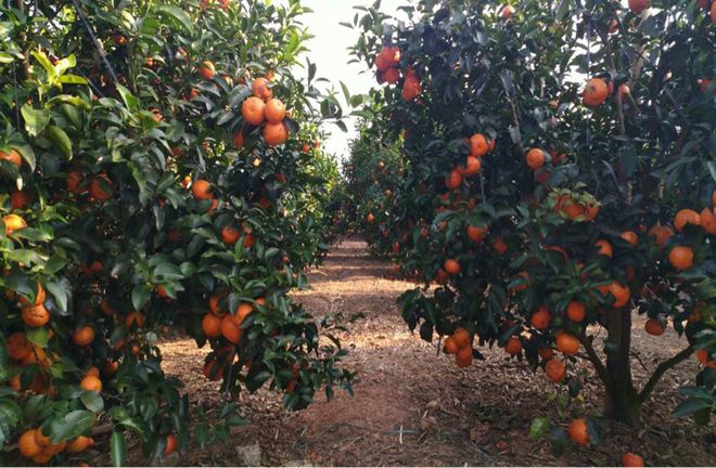 果农泪眼汪汪痛斥砂糖橘是“杀人橘”？砂糖橘究竟怎么了开云？(图8)