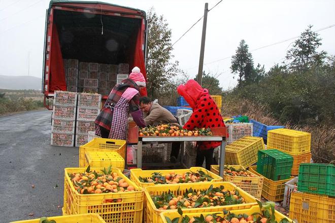 果农泪眼汪汪痛斥砂糖橘是“杀人橘”？砂糖橘究竟怎么了开云？(图9)